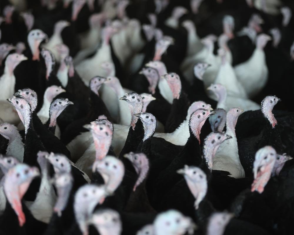 European turkeys on a farm