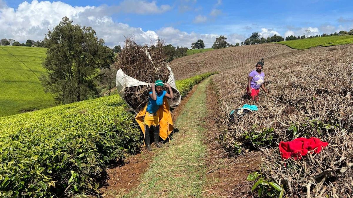 Tea waste to clean energy project